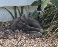 Reunited Female Cat last seen Aldens Oak & Wellington Ct, Houston, TX 77339
