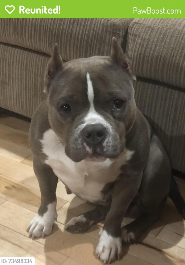 Reunited Female Dog last seen Cape hickory rd, Hickory, NC 28637
