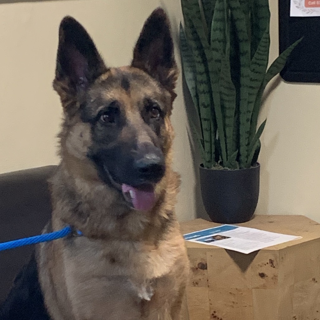 Shelter Stray Male Dog last seen , 361 S Raymond Ave, Pasadena, CA 91105, USA