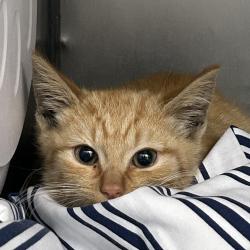 Shelter Stray Male Cat last seen , 124 Evergreen Ave, Newark, NJ 07114, USA