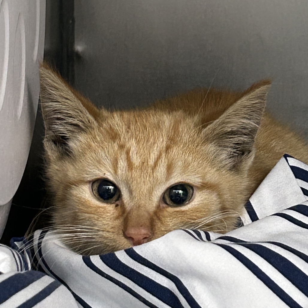 Shelter Stray Male Cat last seen , 124 Evergreen Ave, Newark, NJ 07114, USA