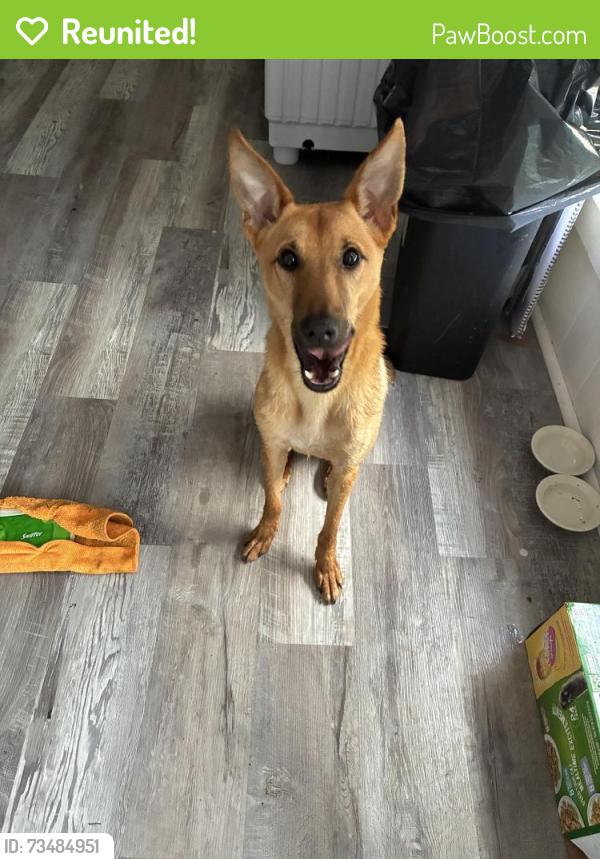 Reunited Female Dog last seen Appleton street, Manchester, NH 03104