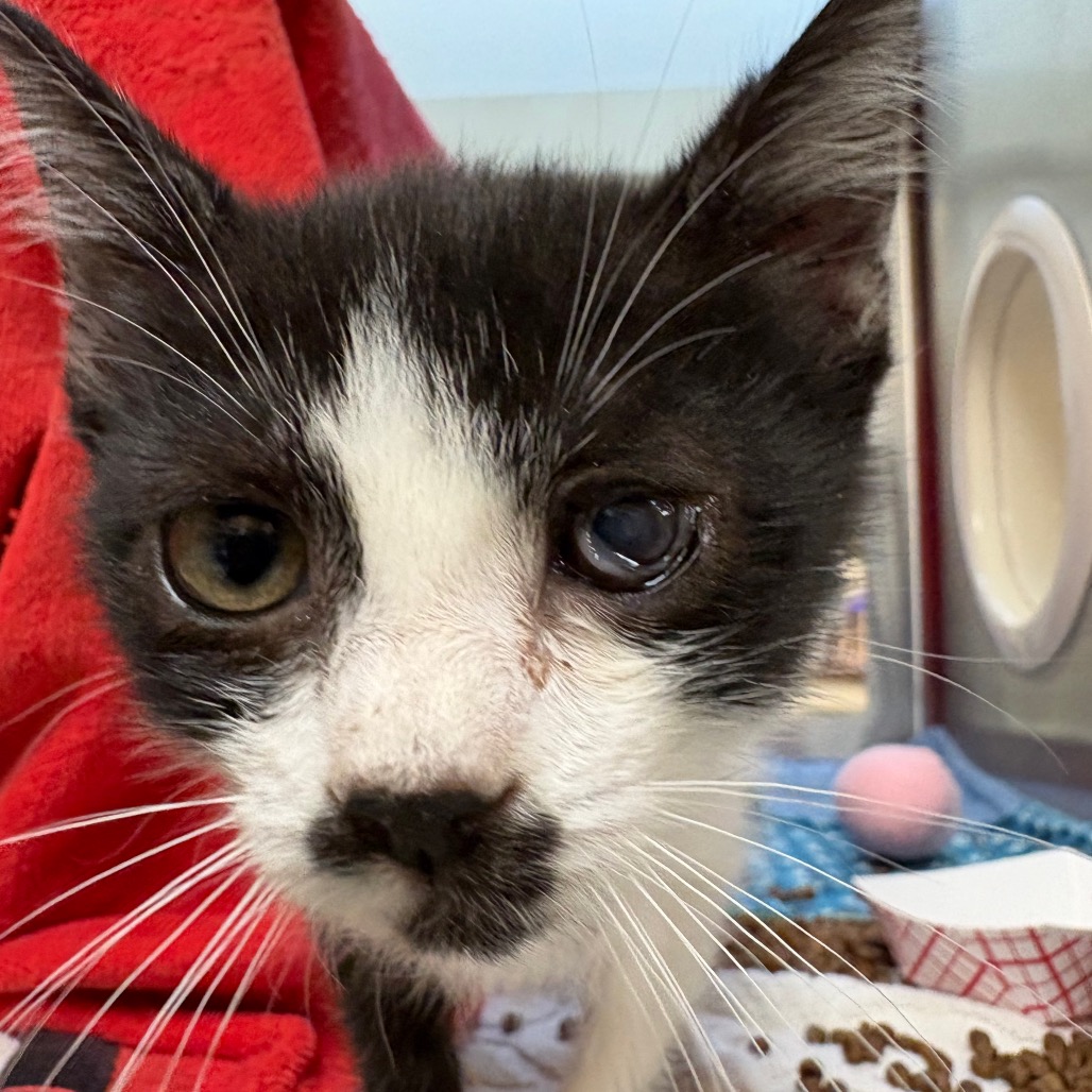 Shelter Stray Male Cat last seen , 361 S Raymond Ave, Pasadena, CA 91105, USA