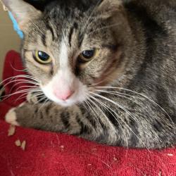 Shelter Stray Male Cat last seen , 361 S Raymond Ave, Pasadena, CA 91105, USA