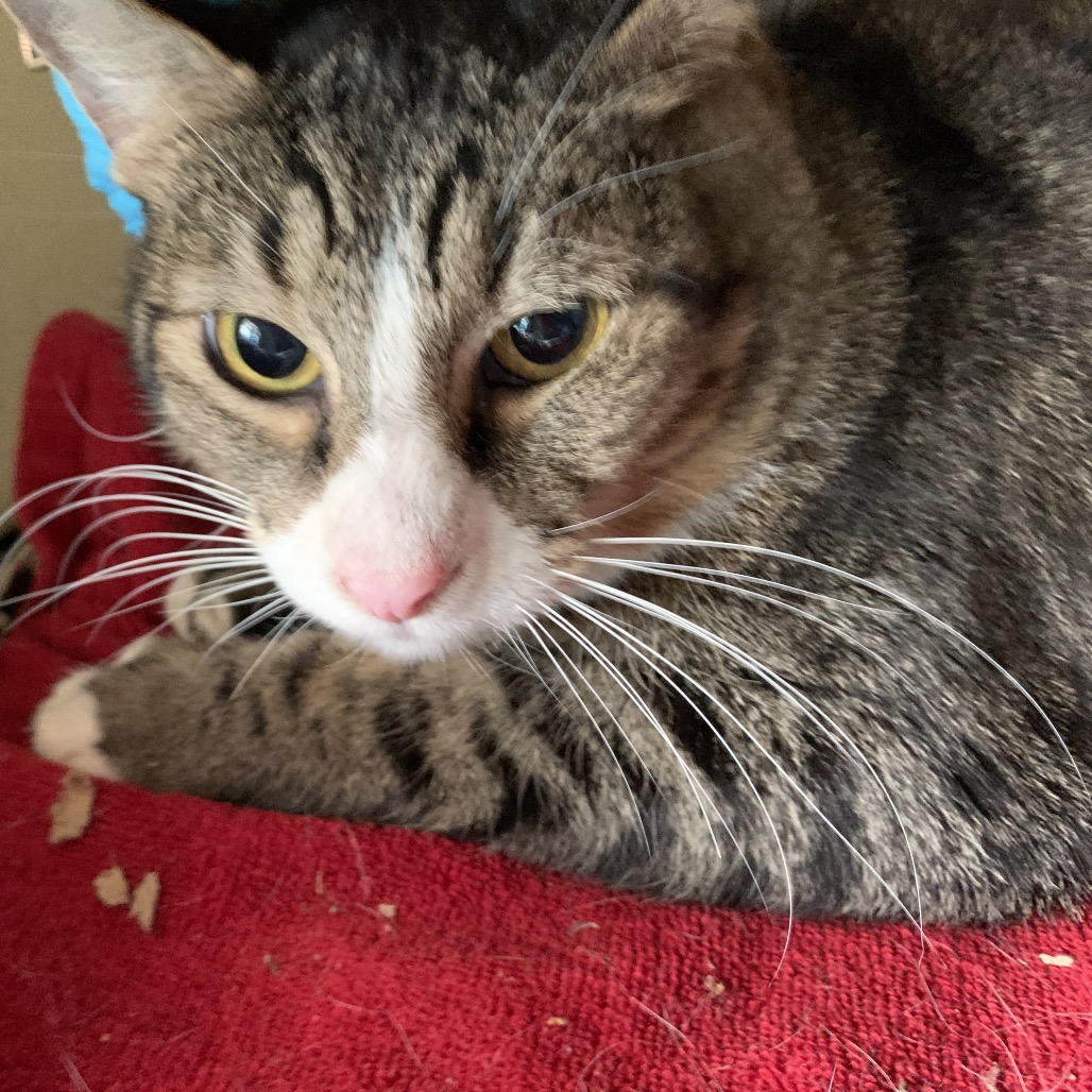 Shelter Stray Male Cat last seen , 361 S Raymond Ave, Pasadena, CA 91105, USA