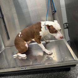 Shelter Stray Female Dog last seen , 244 Georgetown Rd, Jacksonville, NC 28540, USA