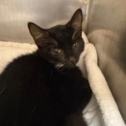 Shelter Stray Male Cat last seen , 5570 Sturmer Park Cir, Winston-Salem, NC 27105, USA