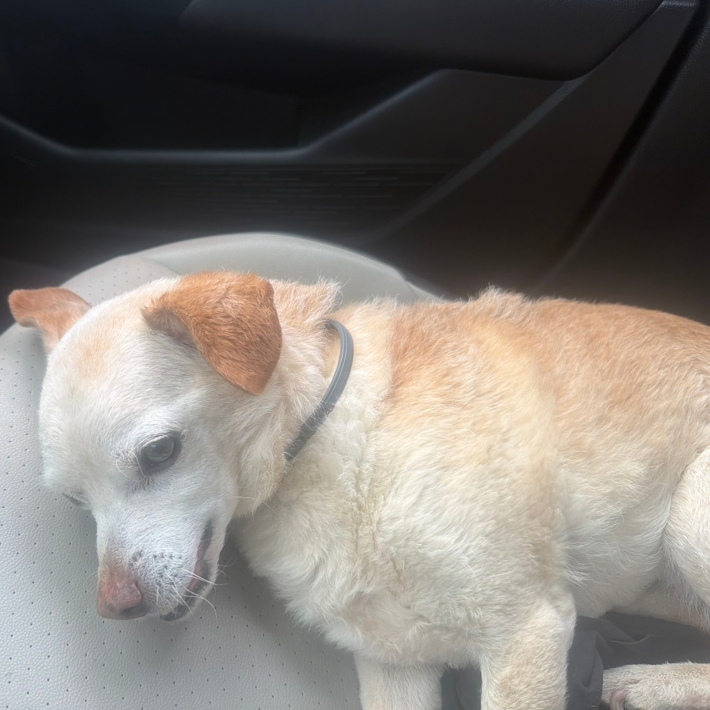 Shelter Stray Male Dog last seen , 2608 Center St, Tacoma, WA 98409, USA