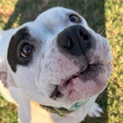 Shelter Stray Female Dog last seen , 3428 S Jenkins Ave, Norman, OK 73072, USA