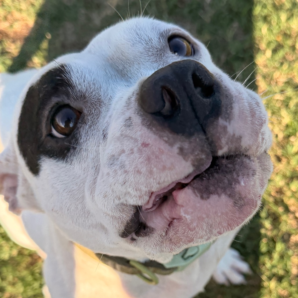Shelter Stray Female Dog last seen , 3428 S Jenkins Ave, Norman, OK 73072, USA