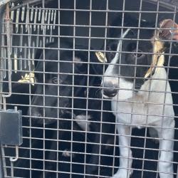 Shelter Stray Male Dog last seen , 141 Canna Ln, Lake Jackson, TX 77566, USA