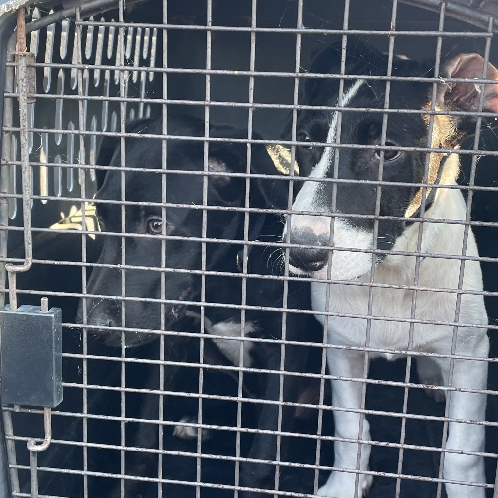 Shelter Stray Male Dog last seen , 141 Canna Ln, Lake Jackson, TX 77566, USA