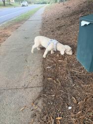 Reunited Male Dog last seen Cambridge Commons Drive near park, Charlotte, NC 28215