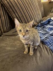 Lost Male Cat last seen Blackhawk, Houston, TX 77089