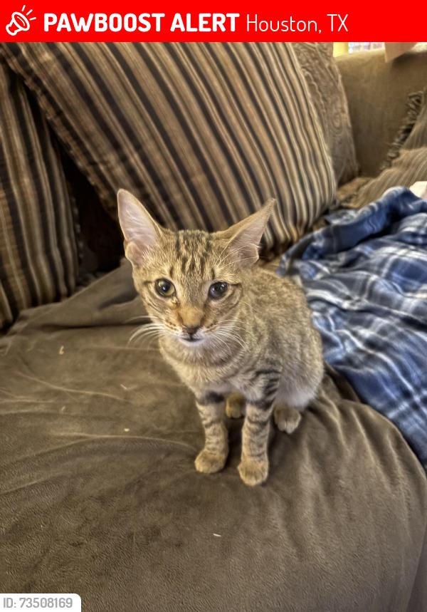 Lost Male Cat last seen Blackhawk, Houston, TX 77089