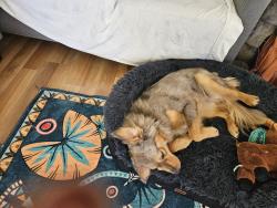 Reunited Male Dog last seen 97th & Central Oak Lawn, Oak Lawn, IL 60453