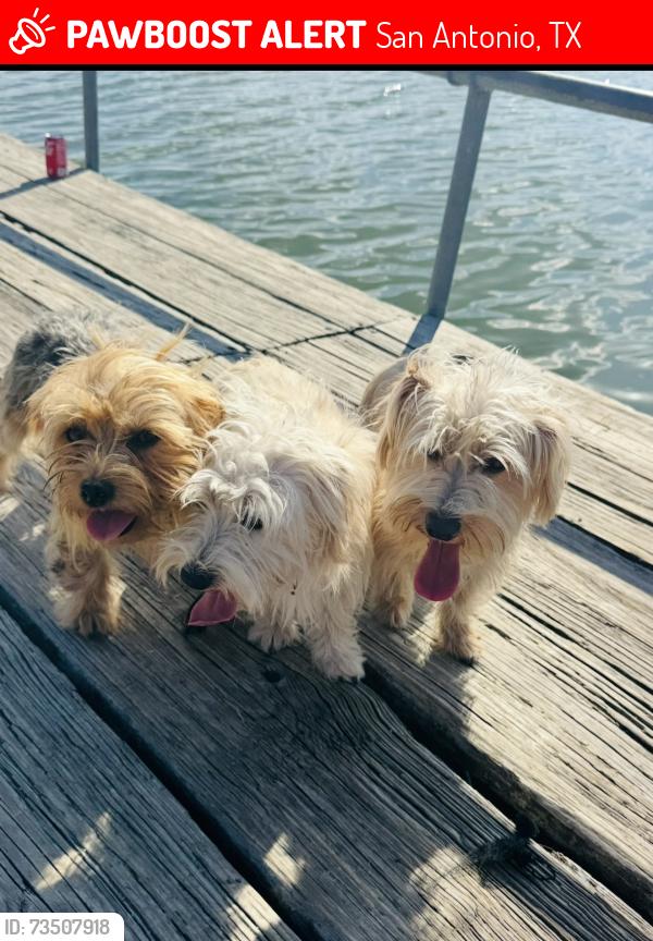 Lost Male Dog last seen Near, San Antonio, TX 78222