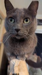 Reunited Female Cat last seen Near Alden's Oak, Kingwood, TX 77339, USA, Kingwood, TX 77339