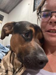Reunited Male Dog last seen Howard and metric, Austin, TX 78753