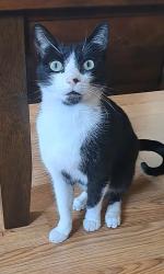 Reunited Male Cat last seen Pipilo St and Salmon River Rd, San Diego, CA 92129