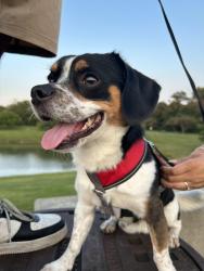 Lost Male Dog last seen Mexican restaurant, Detroit, MI 48210