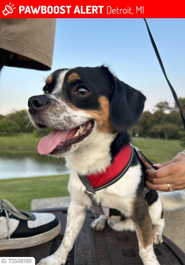 Lost Male Dog last seen Mexican restaurant, Detroit, MI 48210