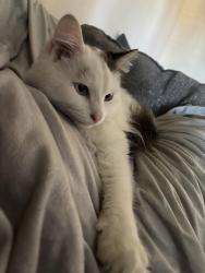 Lost Male Cat last seen Norton rd / georgesville rd / hall rd, Galloway, OH 43119