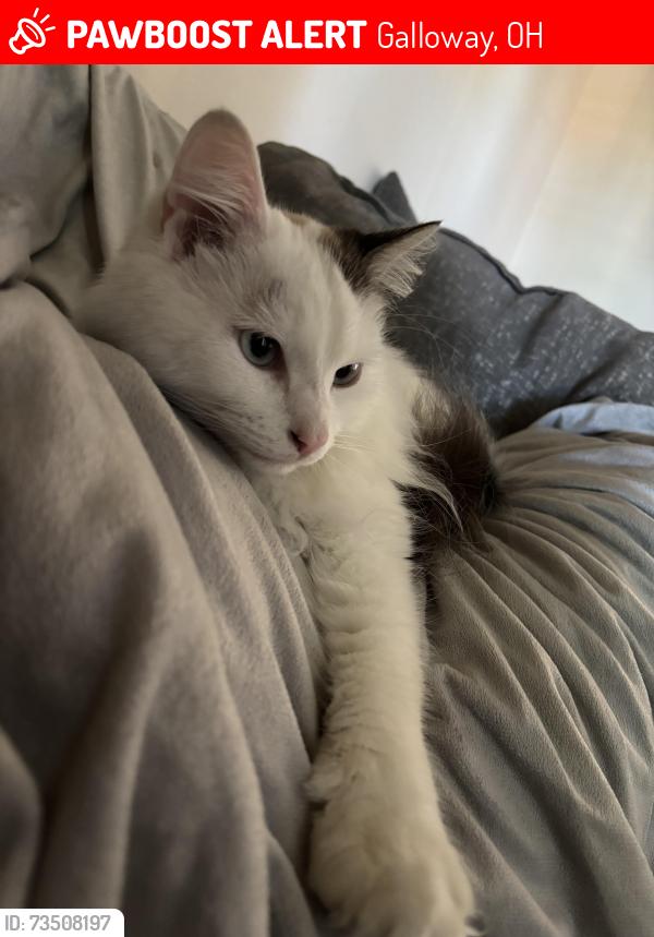 Lost Male Cat last seen Norton rd / georgesville rd / hall rd, Galloway, OH 43119