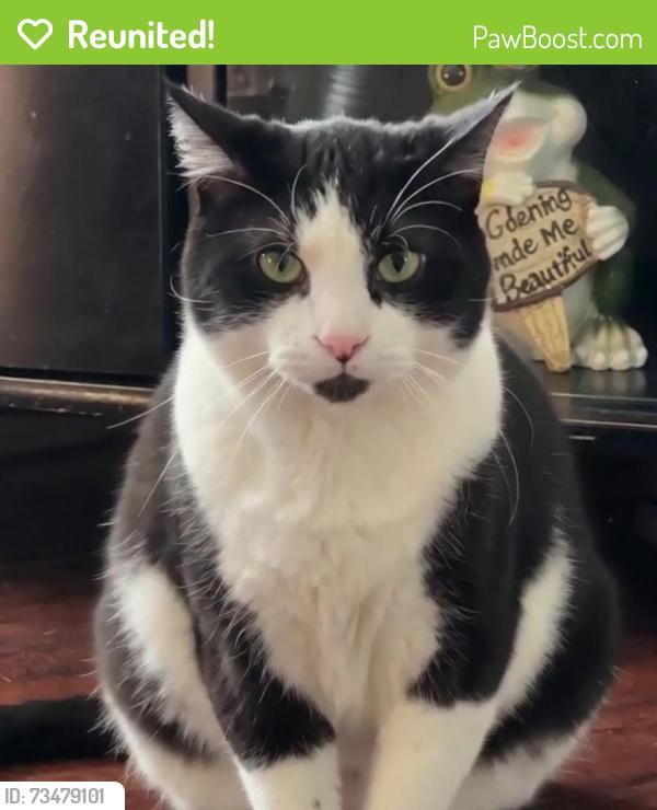 Reunited Male Cat last seen S 14th Street and W Grant St, Milwaukee, WI 53215