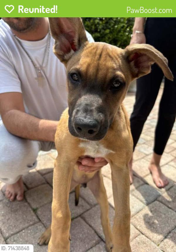 Reunited Male Dog last seen Near Southern Blvd, Royal Palm beach 33411, Royal Palm Beach, FL 33411