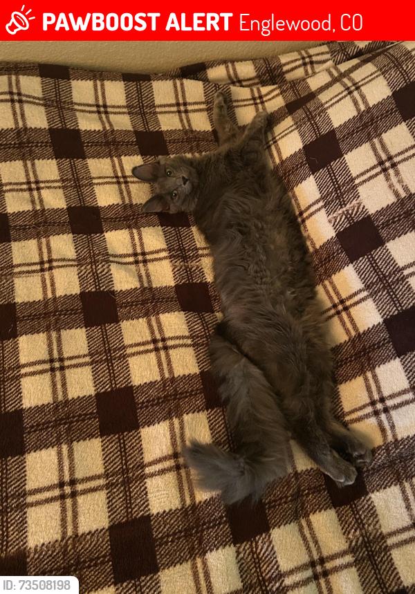 Lost Female Cat last seen Pool A Side, Englewood, CO 80113