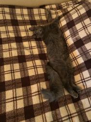 Lost Female Cat last seen Pool A Side, Englewood, CO 80113