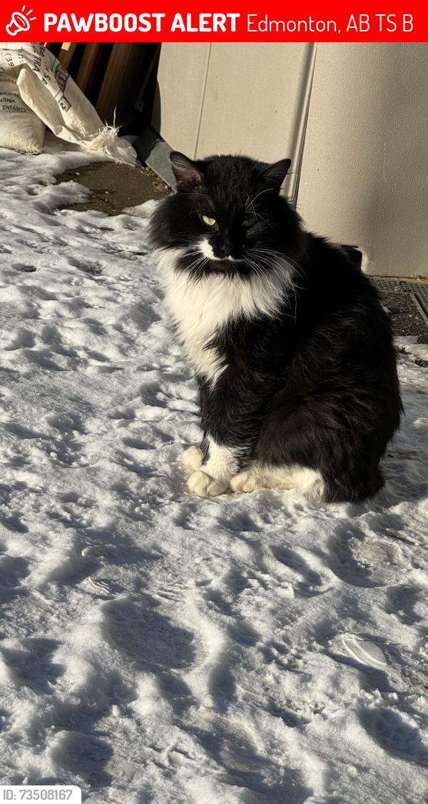 Lost Male Cat last seen underneath someone’s hse or deck, in the winterburn west view mobile trailer park, Edmonton, AB T5S 2B4