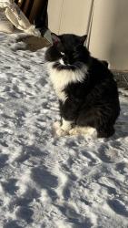 Lost Male Cat last seen underneath someone’s hse or deck, in the winterburn west view mobile trailer park, Edmonton, AB T5S 2B4