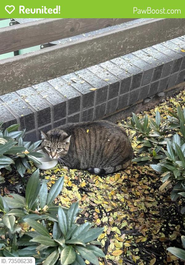 Reunited Unknown Cat last seen rt dairies, Atlanta, GA 30316
