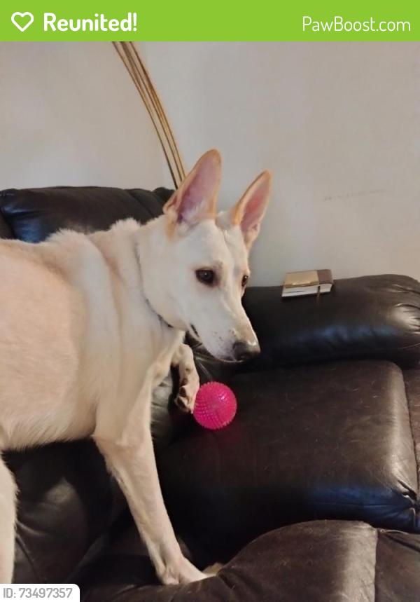 Reunited Male Dog last seen Mikes on Central, Toledo, OH 43608