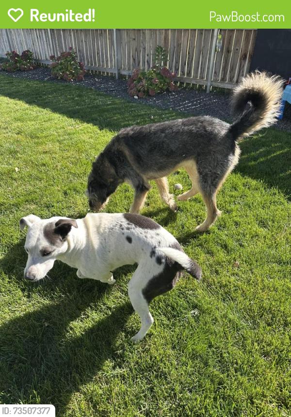 Reunited Male Dog last seen Inspiration park, Kennewick, WA 99337