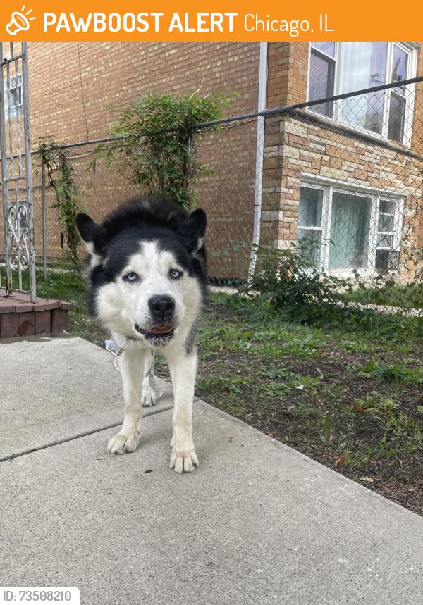 Found/Stray Male Dog last seen Lawndale and 59tg st, Chicago, IL 60629