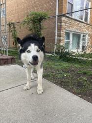 Found/Stray Male Dog last seen Lawndale and 59tg st, Chicago, IL 60629