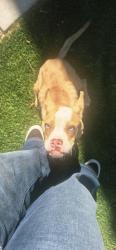 Found/Stray Male Dog last seen Myrtle Tate elementary school, Las Vegas, NV 89115