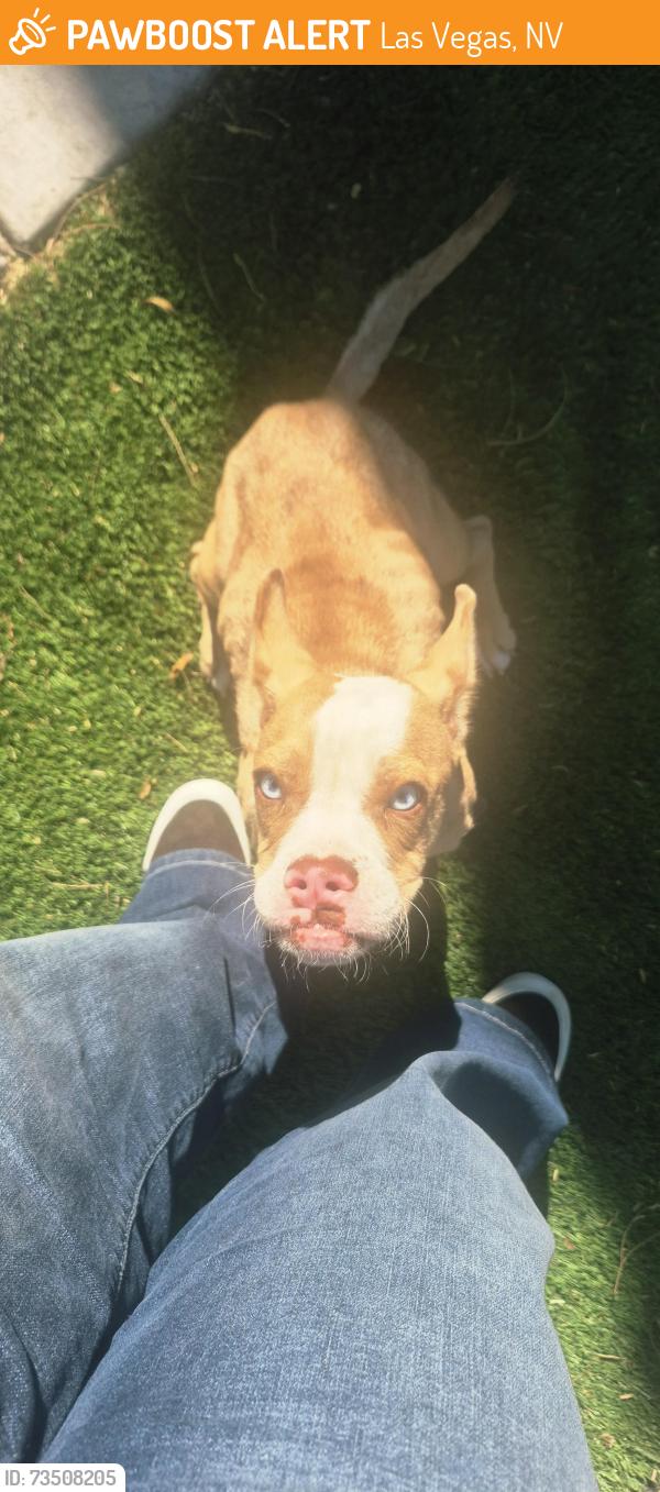Found/Stray Male Dog last seen Myrtle Tate elementary school, Las Vegas, NV 89115
