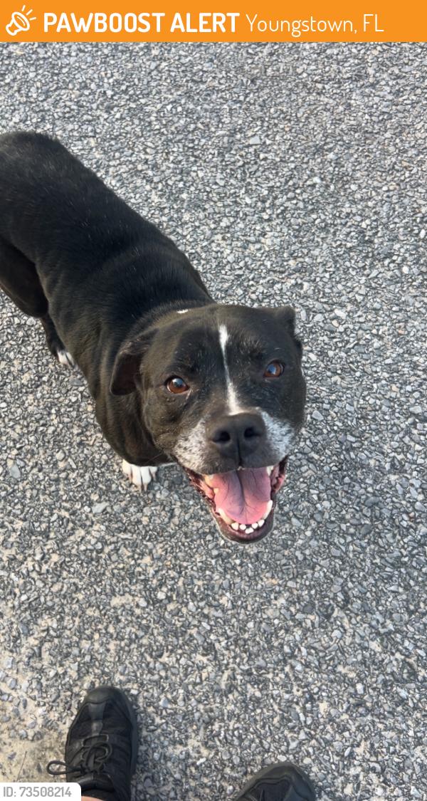 Found/Stray Female Dog last seen Northwood, Youngstown, FL 32466