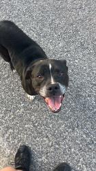 Found/Stray Female Dog last seen Northwood, Youngstown, FL 32466
