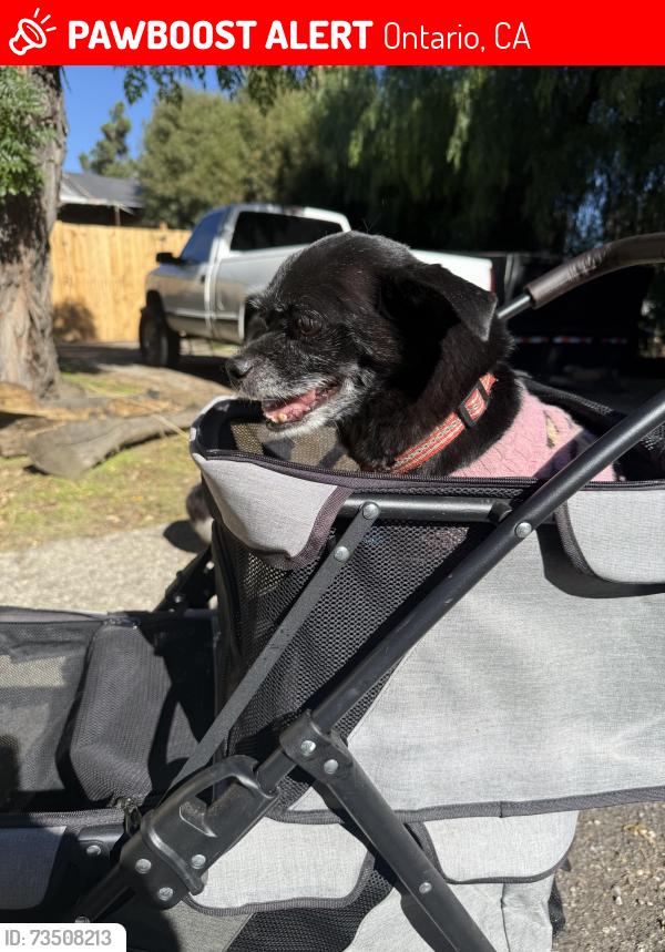 Lost Female Dog last seen Mountain and mission, Ontario, CA 91762