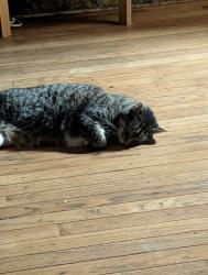 Lost Male Cat last seen Penn st, Kingston, PA 18704