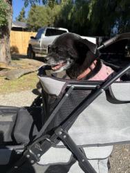 Lost Female Dog last seen Mountain and mission, Ontario, CA 91762