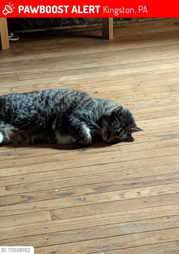 Lost Male Cat last seen Penn st, Kingston, PA 18704