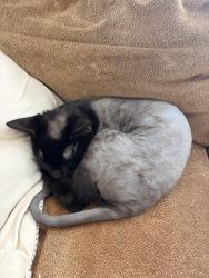 Lost Male Cat last seen Northwest parkway, Beaumont, TX 77713