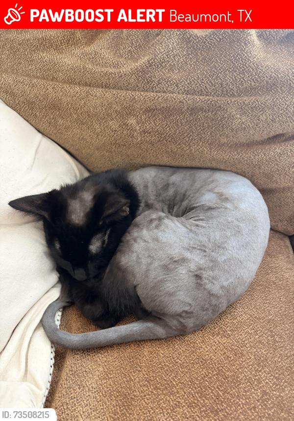 Lost Male Cat last seen Northwest parkway, Beaumont, TX 77713