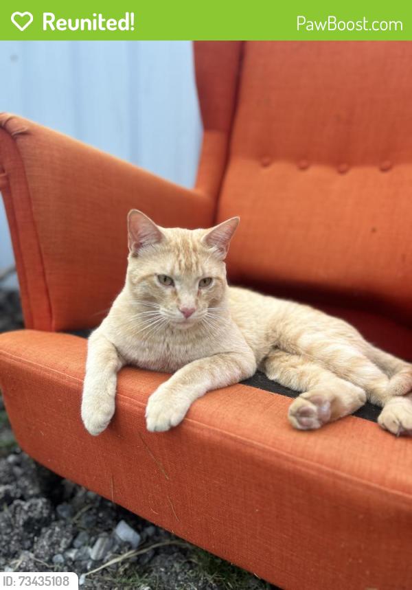 Reunited Male Cat last seen County Road 4309 N, Greenville, TX 75401
